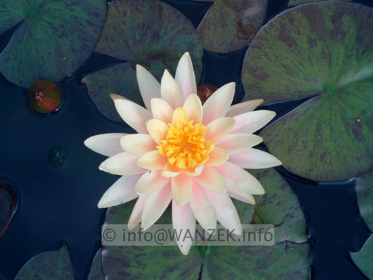 Nymphaea Sunny Pink-4.jpg